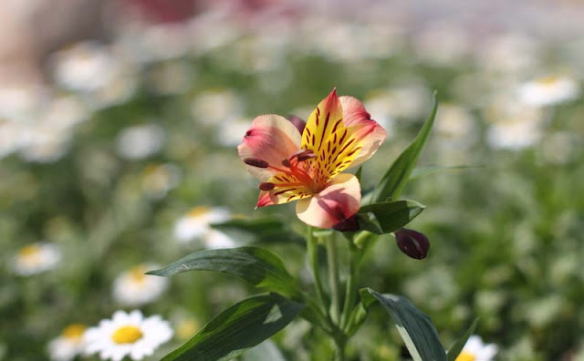 Peruvian Lily Flowers Pictures