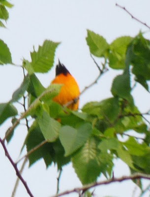 male oriole