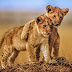  Top 10 baby lion wallpaper  Images, Pictures, Photos, Greetings for WhatsApp