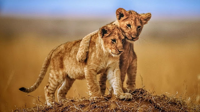 baby lion wallpaper