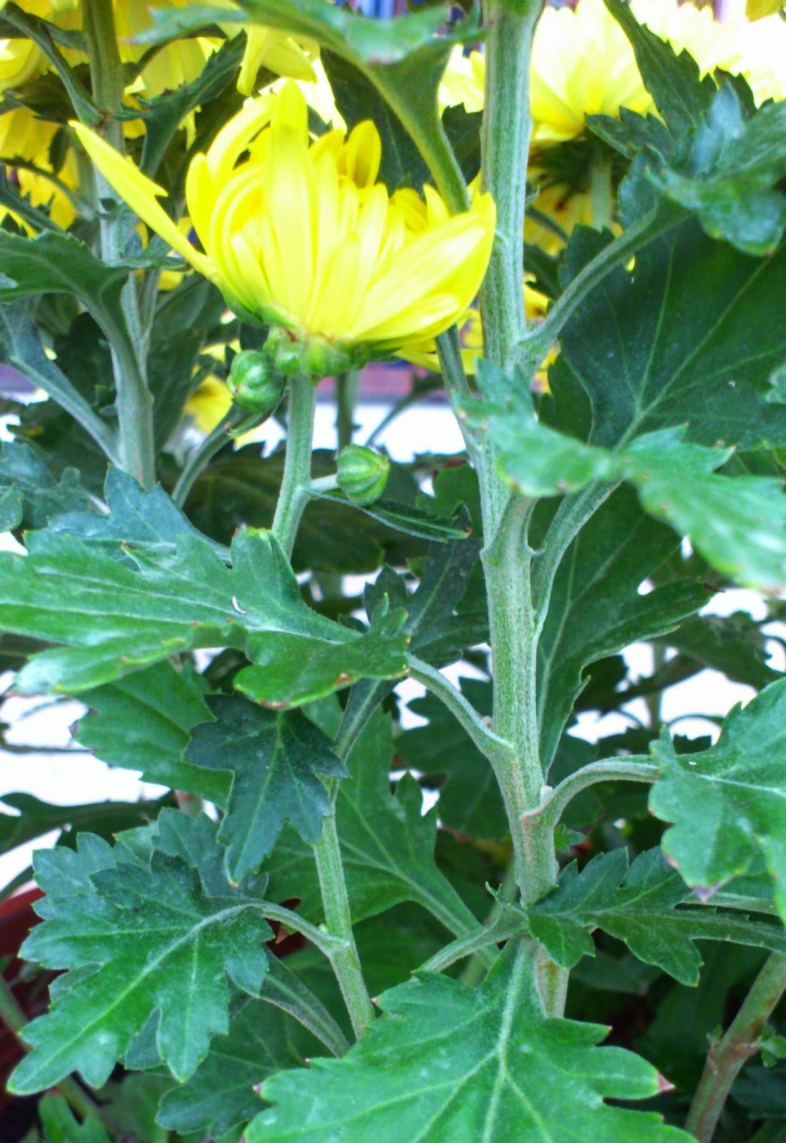 Puteri s Pokok Bunga Kekwa  Chrysanthemum ku