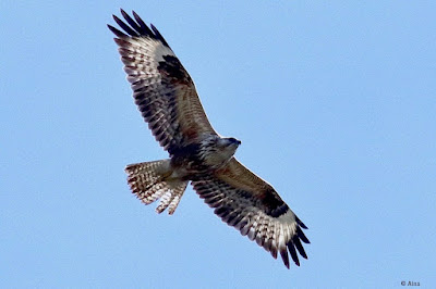 "Soaring Long-legged Buzzard (Buteo rufinus) has big wings and a unique feathered pattern on its underbelly. The bird's coloration is rufous-brown, and it has lengthy legs. The background is a wide sky, suggesting its flying habitat."