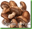 seta shiitake