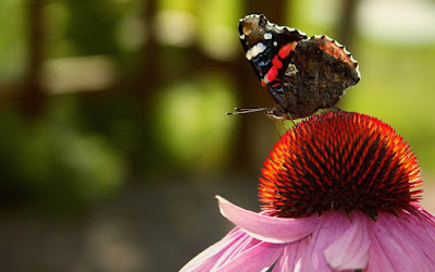 BUTTERFLY HD WALLPAPER 25