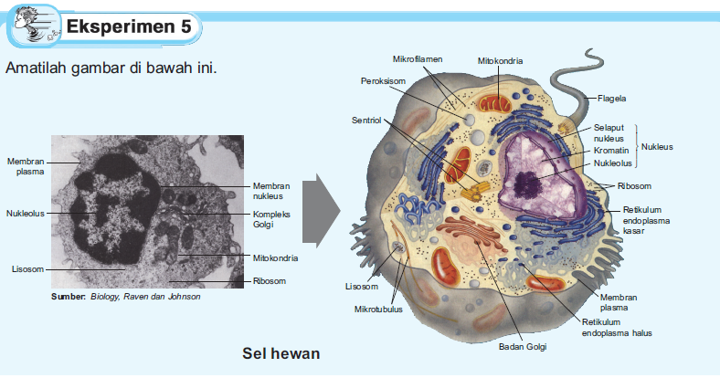 Perbedaan Sel  Hewan  dengan  Sel  dari Tumbuhan Plengdut 