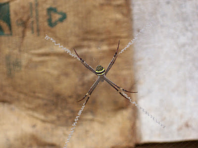 st. andrew's cross spider sitting in web waiting for prey to approach