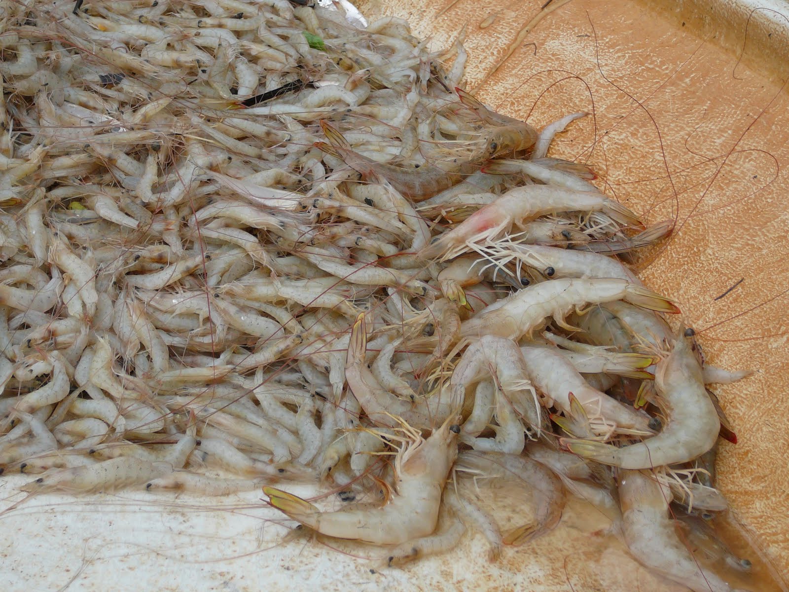 Musim Udang  lokan melaka