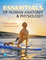 Essentials Human Anatomy Physiology 12e Marieb Test Bank