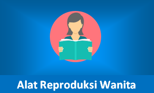 Bagian-Bagian Alat Reproduksi Perempuan Beserta Fungsinya