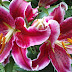 The garden in summer is beautiful