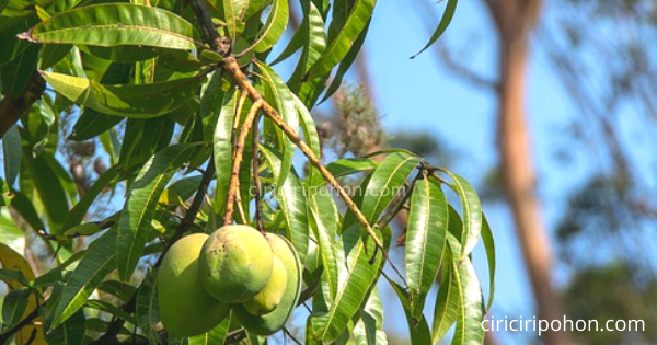 Meski Sudah Dipetik Dari Pohon Mangga Ada Cara Membuat 