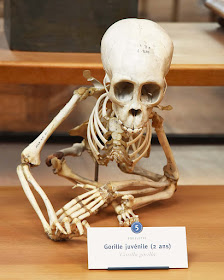Gorilla Skeleton at the Museum of Natural History Paris