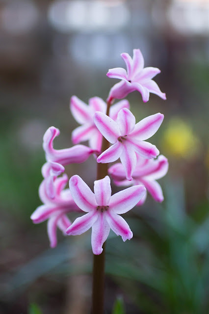 Hyacinthus orientalis