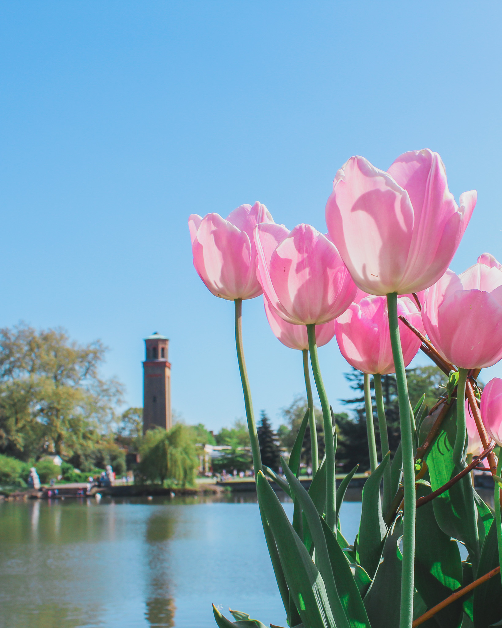 tulips in kew gardens