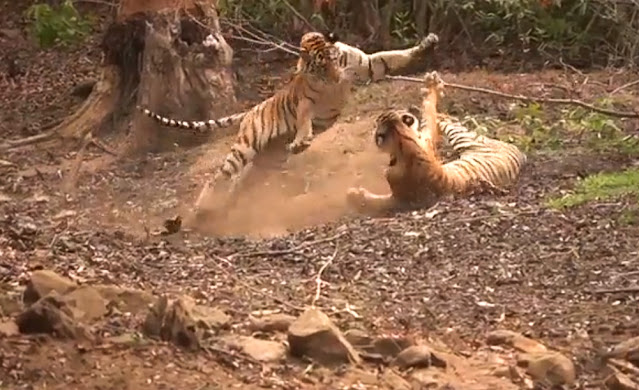 Bengal tiger siblings playing