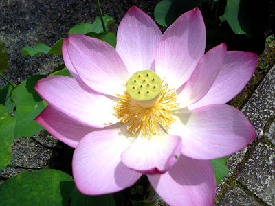 jewel lotus