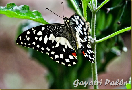 edited_DSC_3570