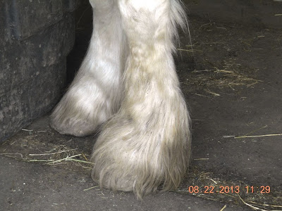 Clydesdale draft horse feathers!