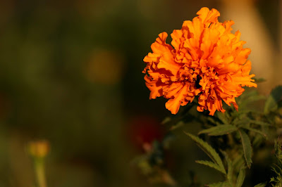 French Marigold Photography by Photo Blogger