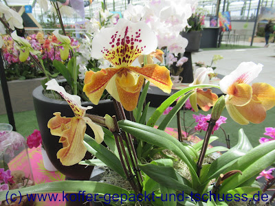 Floriade 2022 Almere Orchideen