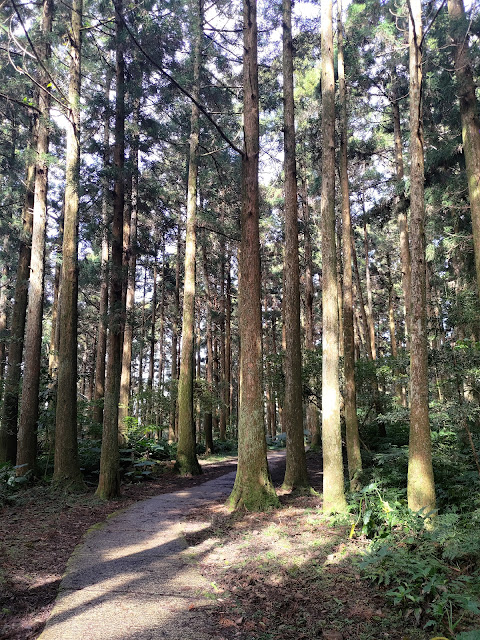 東眼山國家森林遊樂區 - 森林知性步道