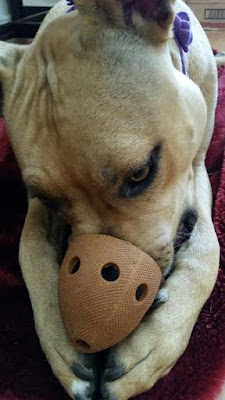 Dog with nose in toy