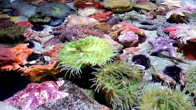 Aquarium of the Pacifc sea creatures