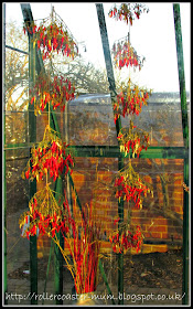 greenhouse Fruit Demo Garden RHS Wisley - drying chillies