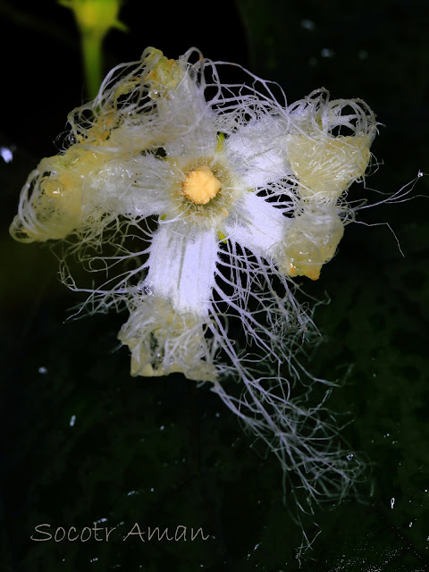 Trichosanthes cucumeroides