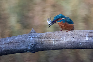 Der Eisvogel mit einem gefangenen Fischchen, das er nun gleich durch Schlagen an den Ast töten wird.