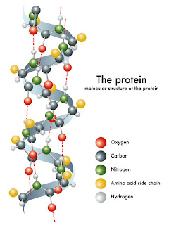 protein source, protein chemical structure, protein isoflavon isometric