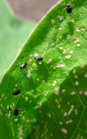 Flea Beetles, organic pest control