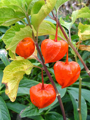 Chinese lanterns - Physalis alkekengi