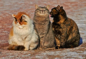 Funny cats - part 90 (40 pics + 10 gifs), three stray cats