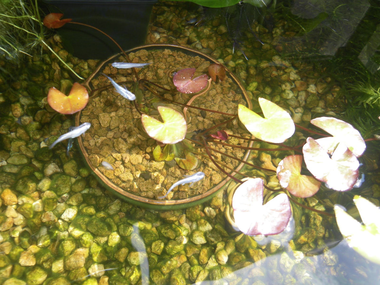 姫睡蓮の育て方 植え替え 成長 花が咲く メダカの大工