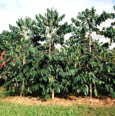 Perkebunan Kopi Arabika Di Aceh