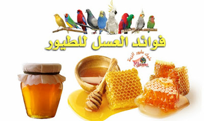 أهمية  وأضرار عسل النحل للطيور وكيفية تقديمة