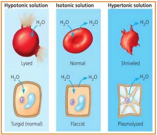 Difusi, Osmosis, Krenasi, Plasmolisis  Biohikmah