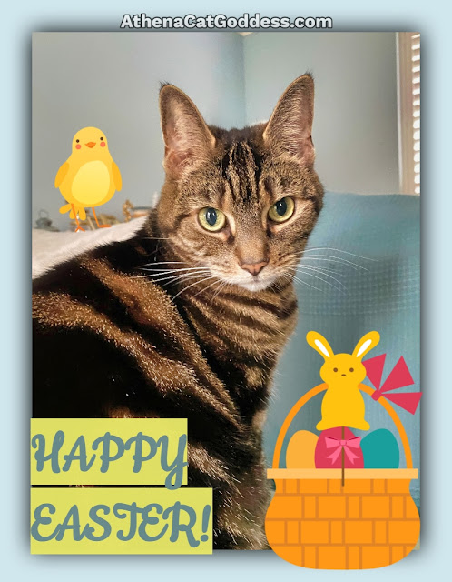 tabby cat with Easter graphics