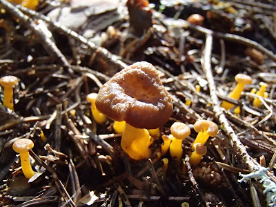 Craterellus tubaeformis pieprznik trąbkowy