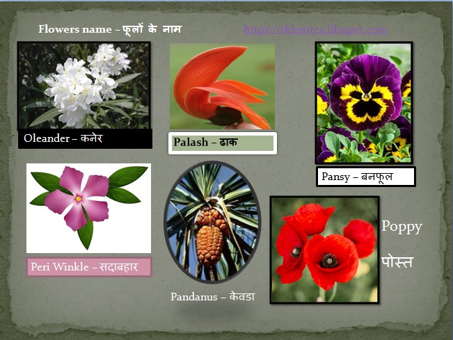 All Flowers Name in Hindi and English With Pictures