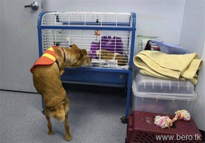 Cão chamado Faith FÉ8