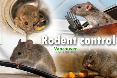 Rodent control Vancouver