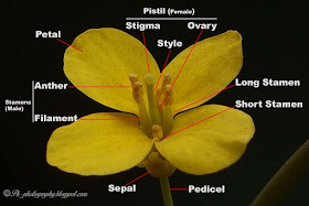 Brassica Flower Parts