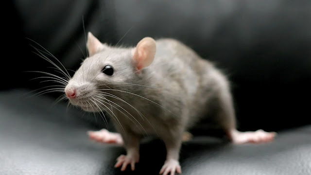 Rat