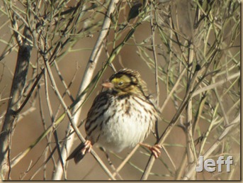 jeffs digiscoped pics_020