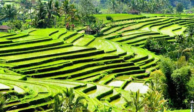 10 DAYA TARIK WISATA TERBAIK DI TABANAN, BALI