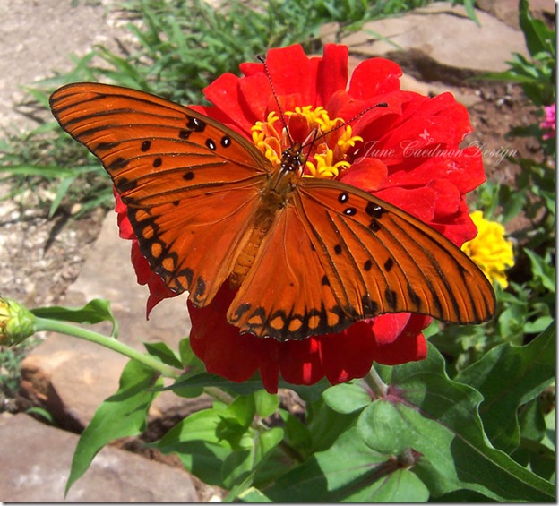 Gulf_Fritillary_SOOC