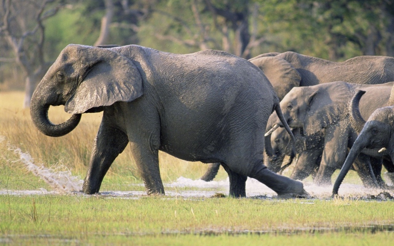 60 Gambar  Hewan  Gajah Badak dan Jerapah Online 