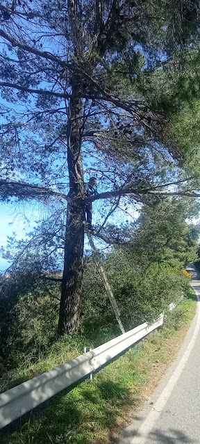 ΚΥΘΗΡΑ:ΚΛΑΔΕΜΑ ΔΕΝΤΡΩΝ ΣΤΟ ΔΡΟΜΟ ΠΟΤΑΜΟΥ-ΚΑΡΑΒΑ